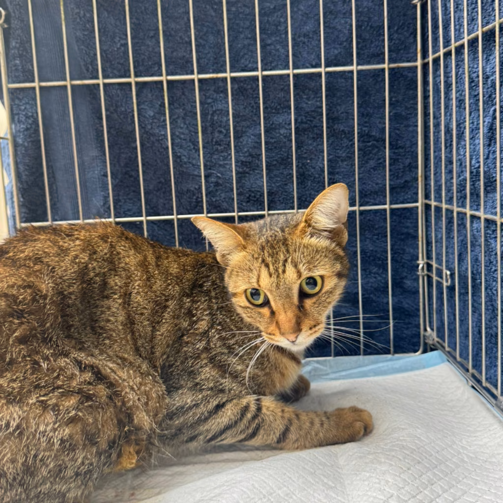 Tabby adult female mixed-breed cat, Medium, shelter no. …7001