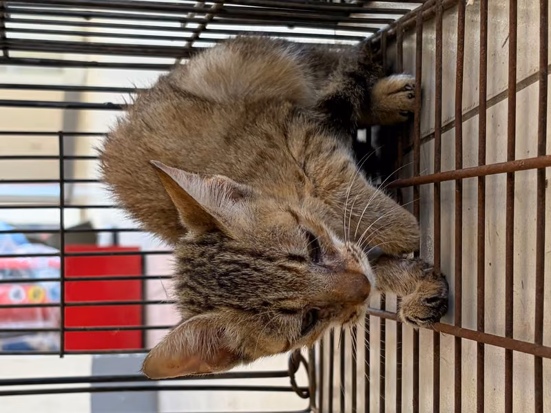 Young female mixed-breed cat, Small, shelter no. …1C01