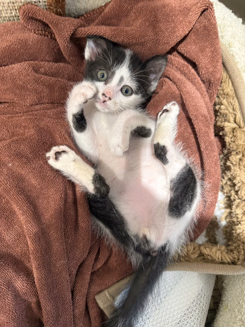 Black-and-white young male mixed-breed cat, Small, shelter no. …0003