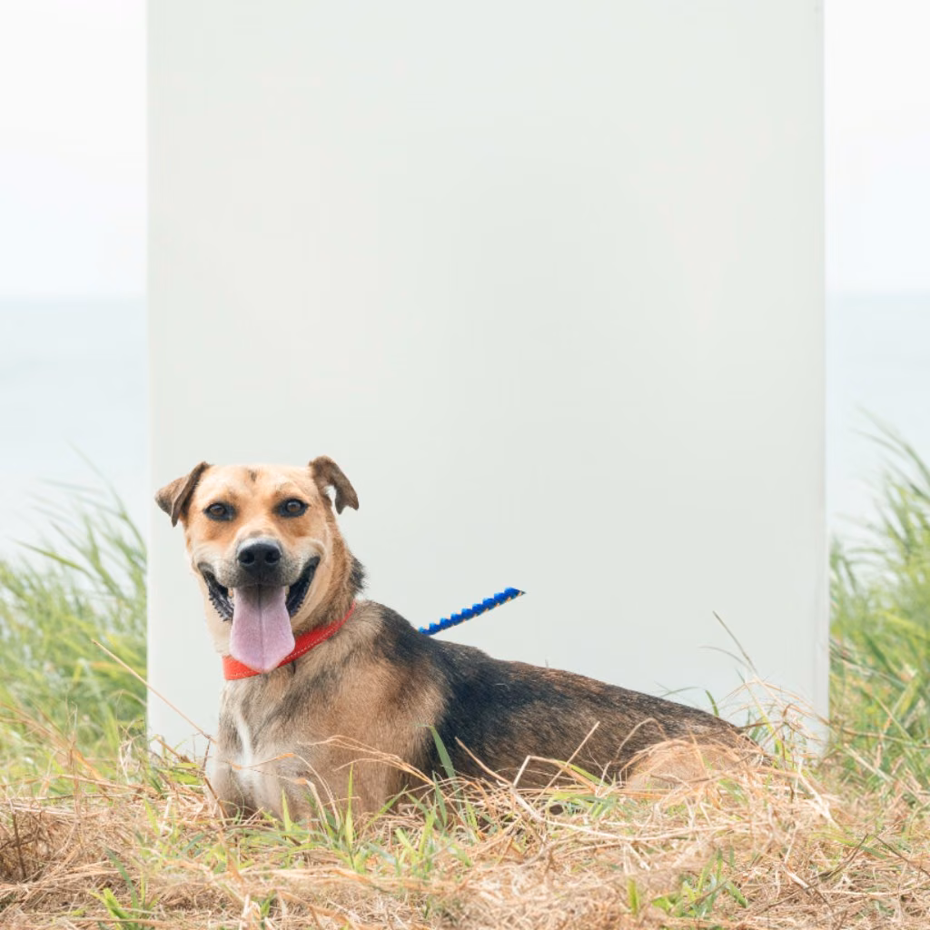 Black-and-tan adult male mixed-breed dog, Medium, shelter no. …5003
