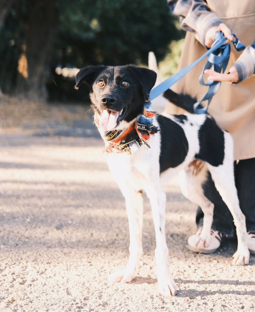 Black-and-white adult female mixed-breed dog, Medium, shelter no. …9002