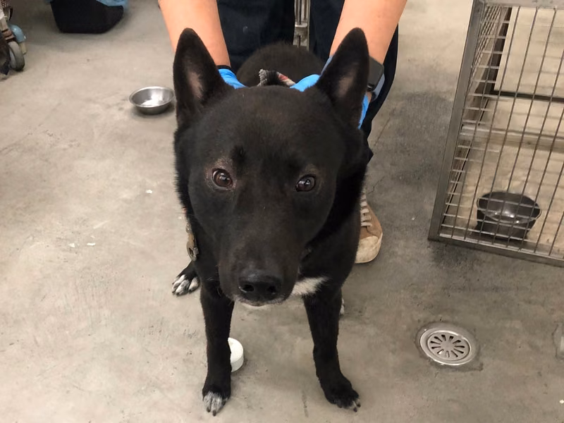Black-and-white adult male mixed-breed dog, Medium, shelter no. …2708