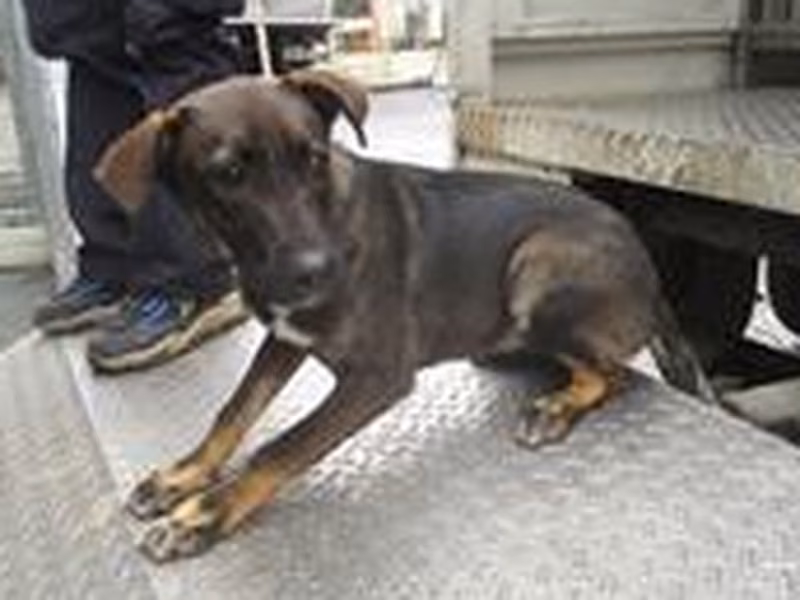 Black-and-tan female mixed-breed dog, Medium, shelter no. …2651