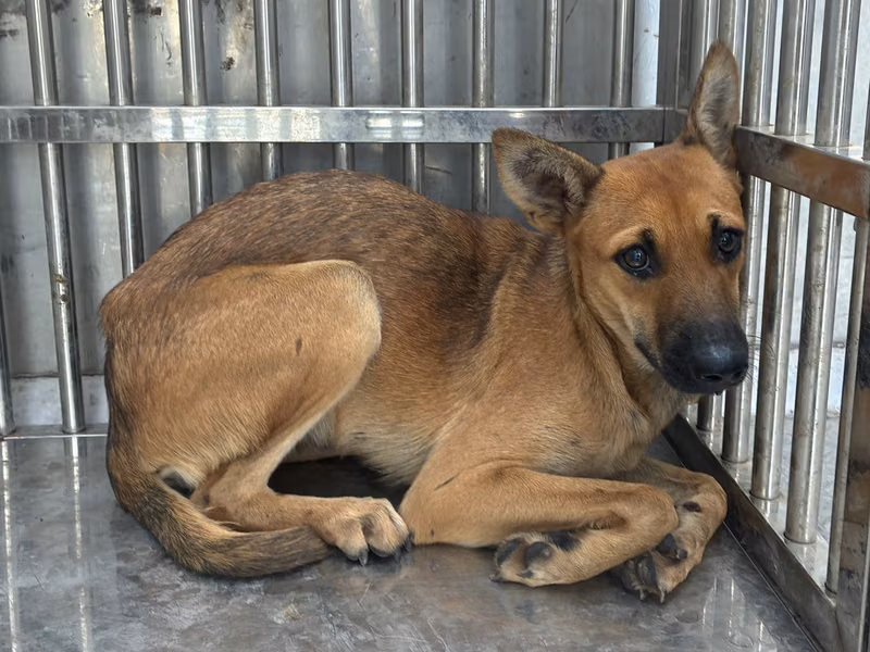 Tan adult female mixed-breed dog, Medium, shelter no. …9001