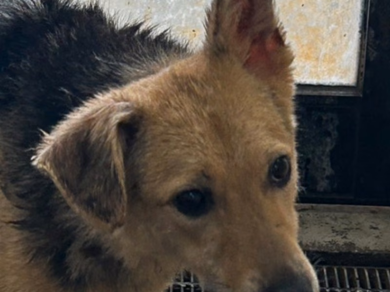 Black-and-tan adult female mixed-breed dog, Medium, shelter no. …3048