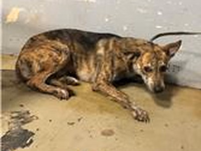 Tabby adult male mixed-breed dog, Medium, shelter no. …1004