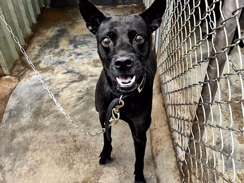 Black adult male mixed-breed dog, Medium, shelter no. …3001