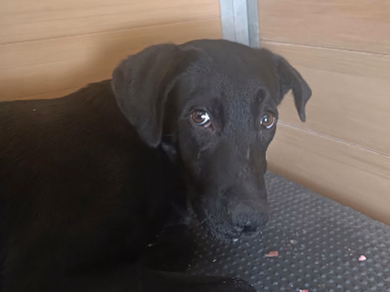 Morico, Adult · Male · Medium · Mixed breed
