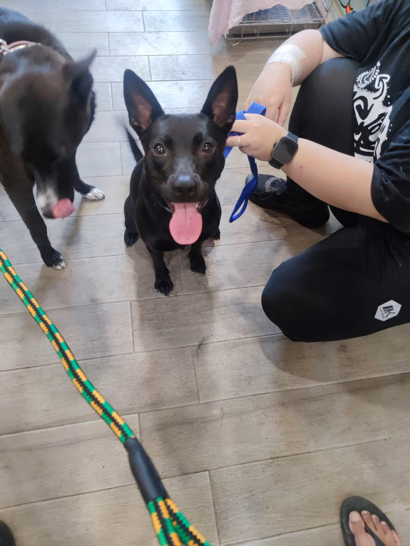 Black adult female mixed-breed dog, Medium, shelter no. …0003