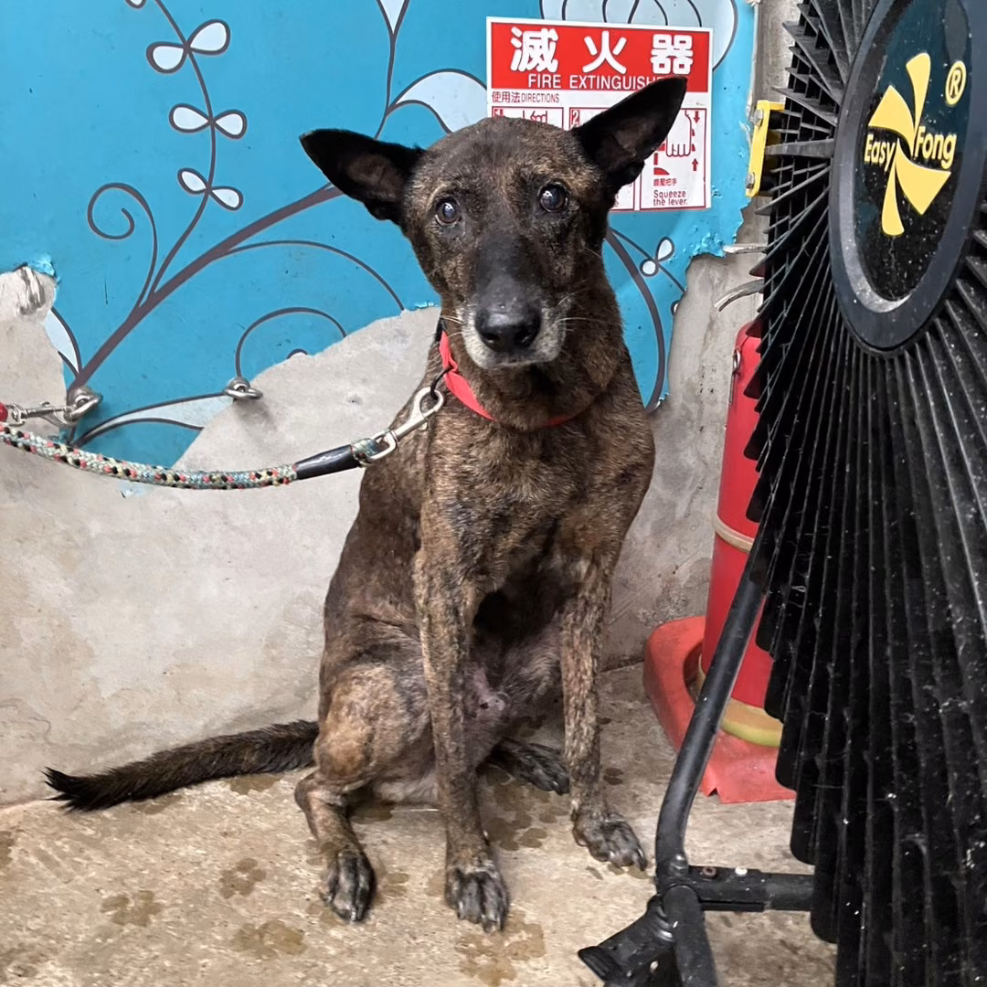Tabby adult male mixed-breed dog, Large, shelter no. …0003