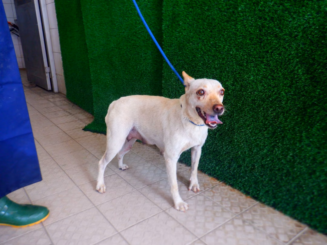 White adult female mixed-breed dog, Medium, shelter no. …9669