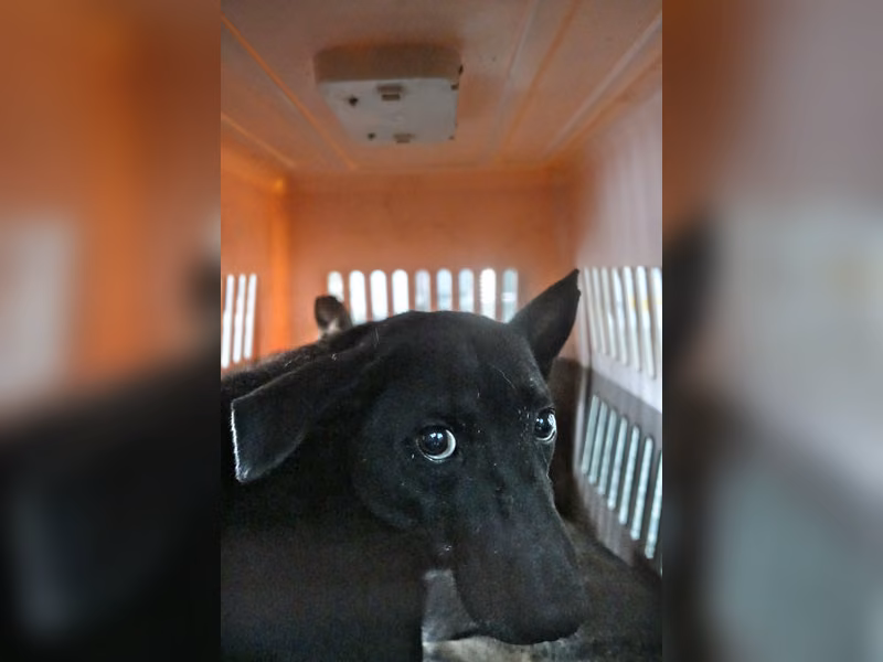 Black adult male mixed-breed dog, Large, shelter no. …0908