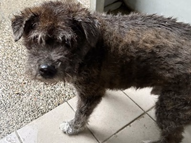 Brown-and-black adult male mixed-breed dog, Medium, shelter no. …0007