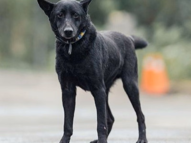 Black adult male mixed-breed dog, Medium, shelter no. …1310