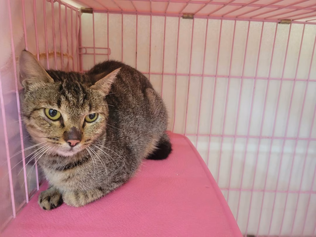 Tabby adult female mixed-breed cat, Medium, shelter no. …2103