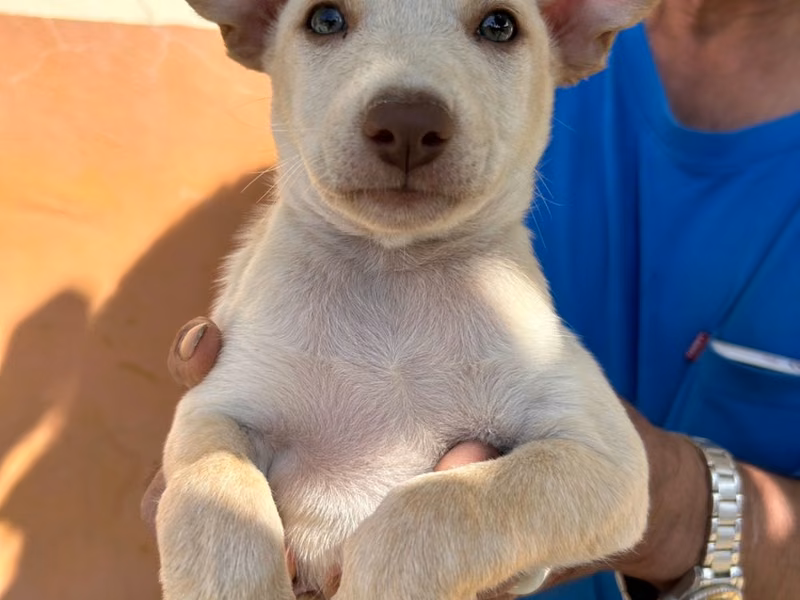 Tan-and-white adult male mixed-breed dog, Medium, shelter no. …7040