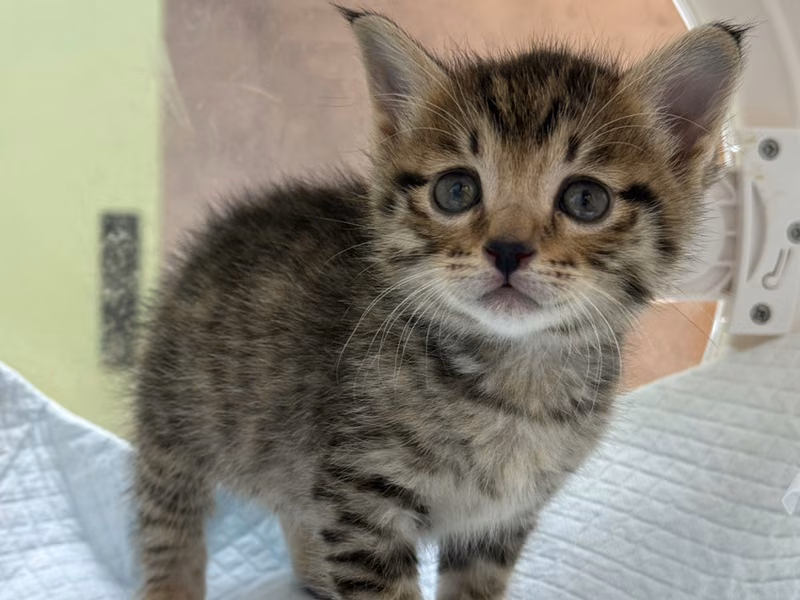 Tabby young female mixed-breed cat, Small, shelter no. …0005