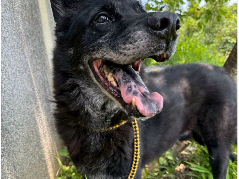 Black adult male mixed-breed dog, Large, shelter no. …9001