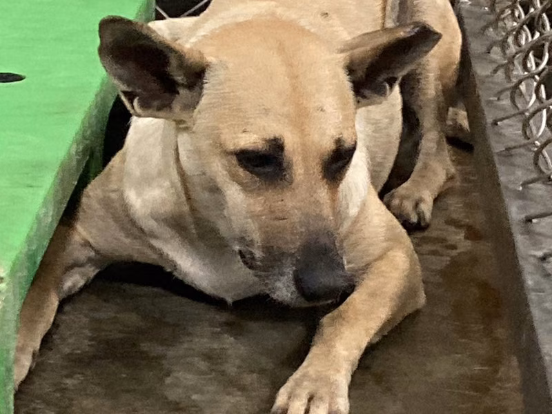 Cream adult female mixed-breed dog, Large, shelter no. …5002