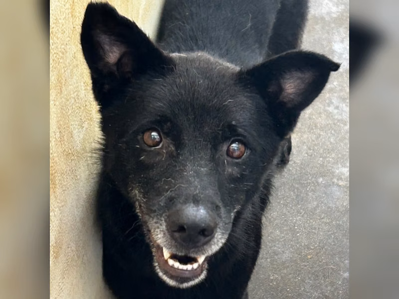 ミックス犬（メス・成犬・黒）、大型, 施設番号 …9014
