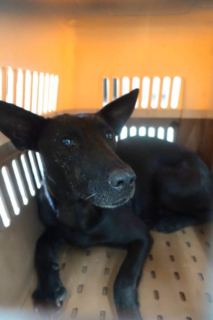 Black adult female mixed-breed dog, Large, shelter no. …7321