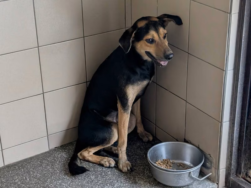 Black adult male mixed-breed dog, Large, shelter no. …0802