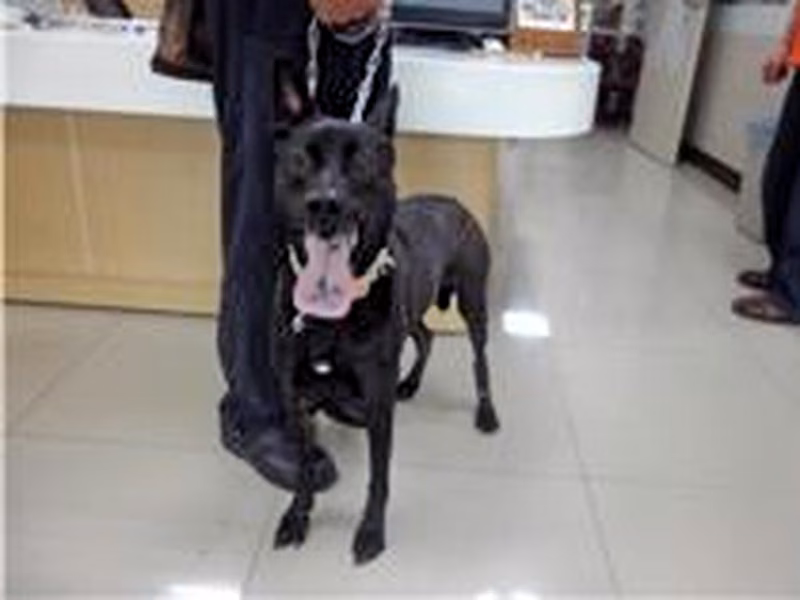 Black adult female mixed-breed dog, Medium, shelter no. …2913