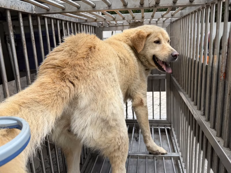 Tan adult male mixed-breed dog, Medium, shelter no. …9002
