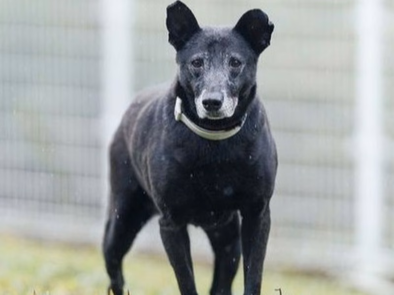 Black adult female mixed-breed dog, Medium, shelter no. …1705