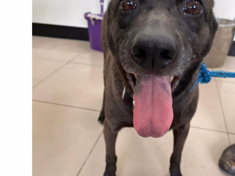Black female mixed-breed dog, Small, shelter no. …2013