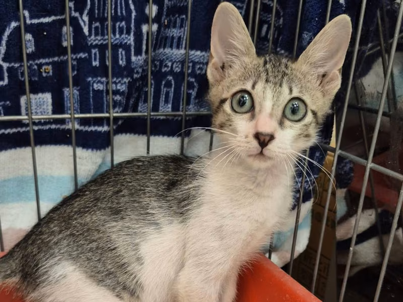 Tabby-and-white young male mixed-breed cat, Small, shelter no. …6001