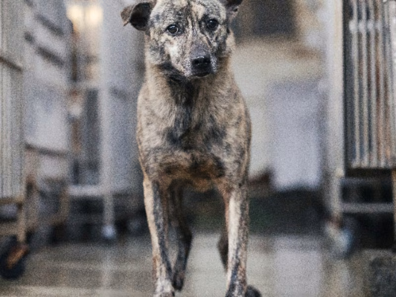 Tabby adult male mixed-breed dog, Medium, shelter no. …2603