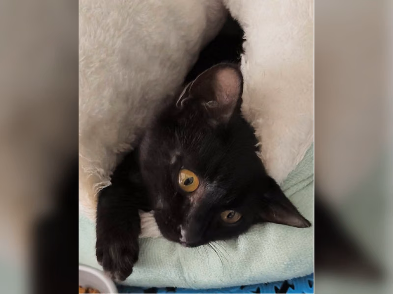 Gato mestizo macho adulto (negro), Mediano, refugio n.º …7006