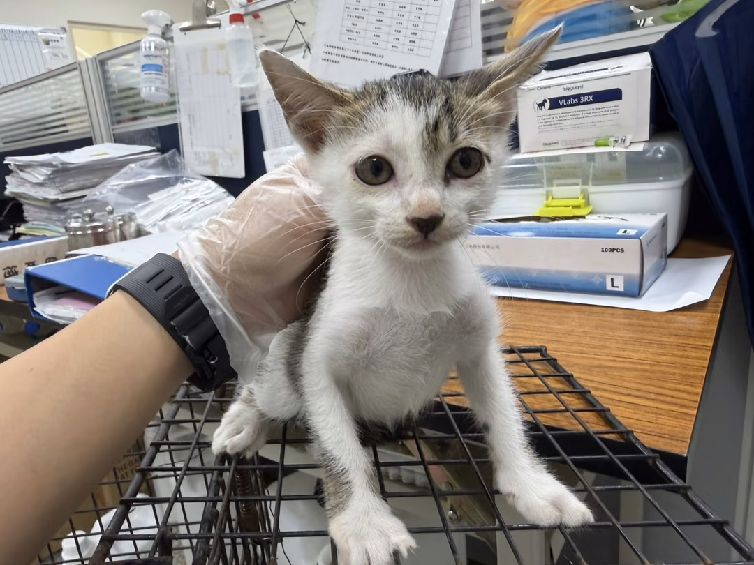 Tabby-and-white young male mixed-breed cat, Small, shelter no. …7003