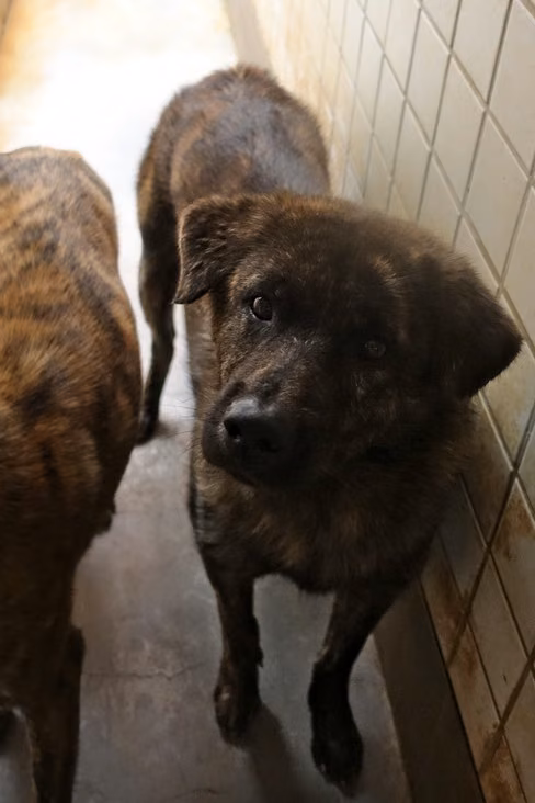 Tabby adult male mixed-breed dog, Large, shelter no. …0318