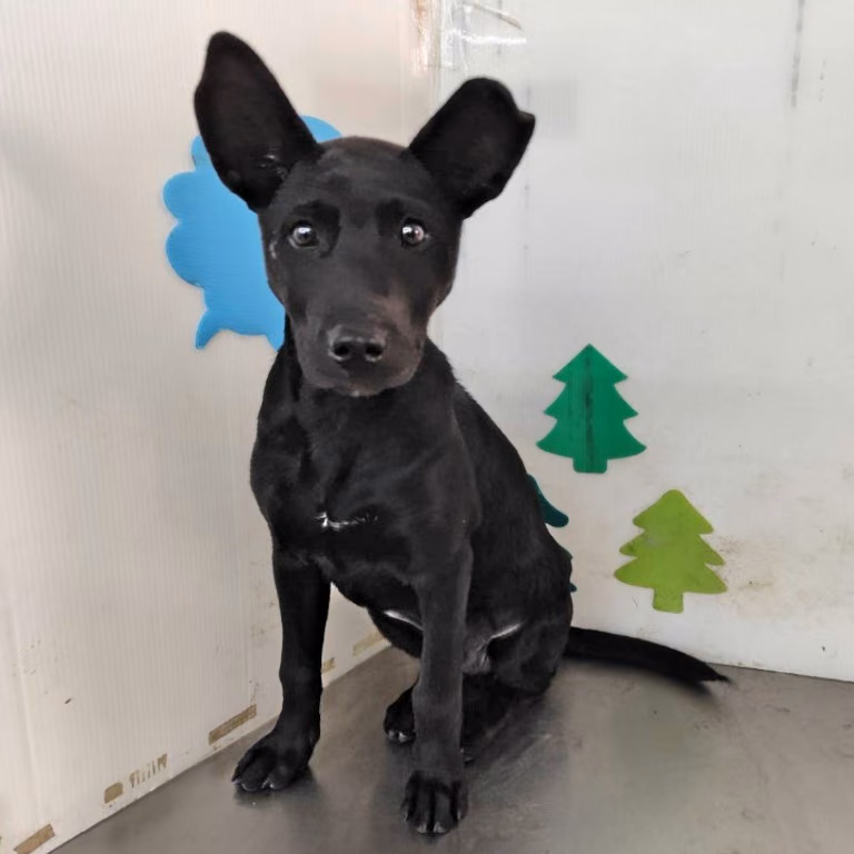 Black adult male mixed-breed dog, Large, shelter no. …2106