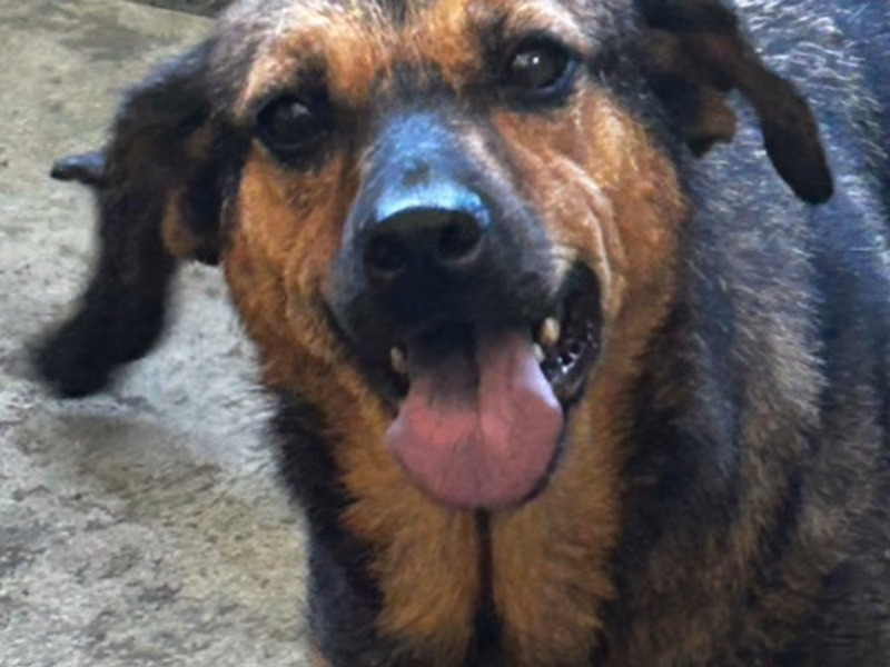 Black-and-tan adult female mixed-breed dog, Large, shelter no. …7040