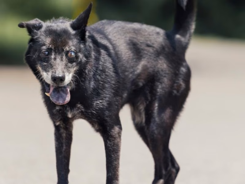 Black adult female mixed-breed dog, Medium, shelter no. …3001