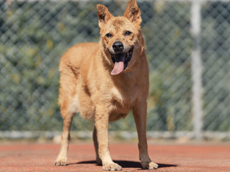 Tan adult male mixed-breed dog, Medium, shelter no. …1401