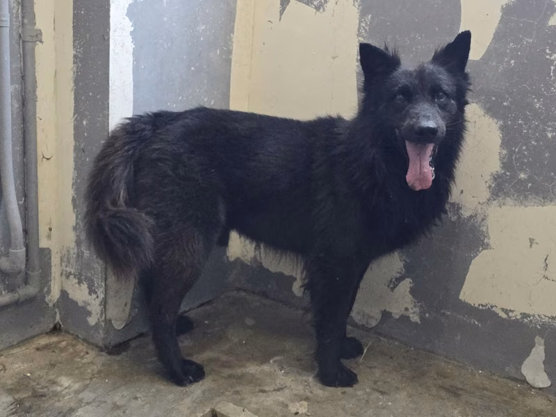 Black adult male mixed-breed dog, Medium, shelter no. …2001