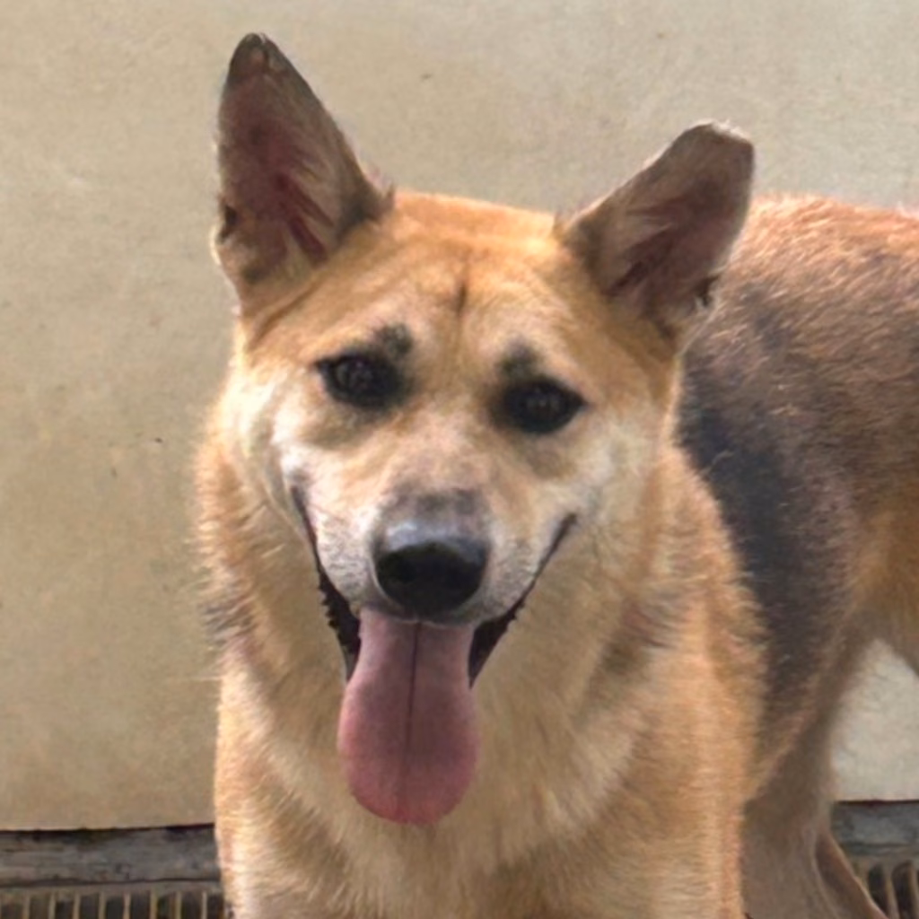 Tan adult male mixed-breed dog, Medium, shelter no. …2011