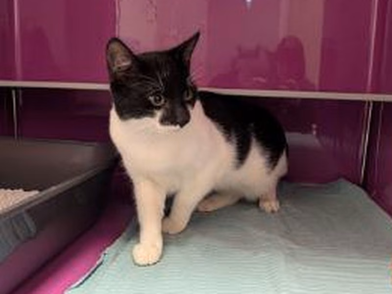 Black-and-white young male European Shorthair, shelter no. …4236
