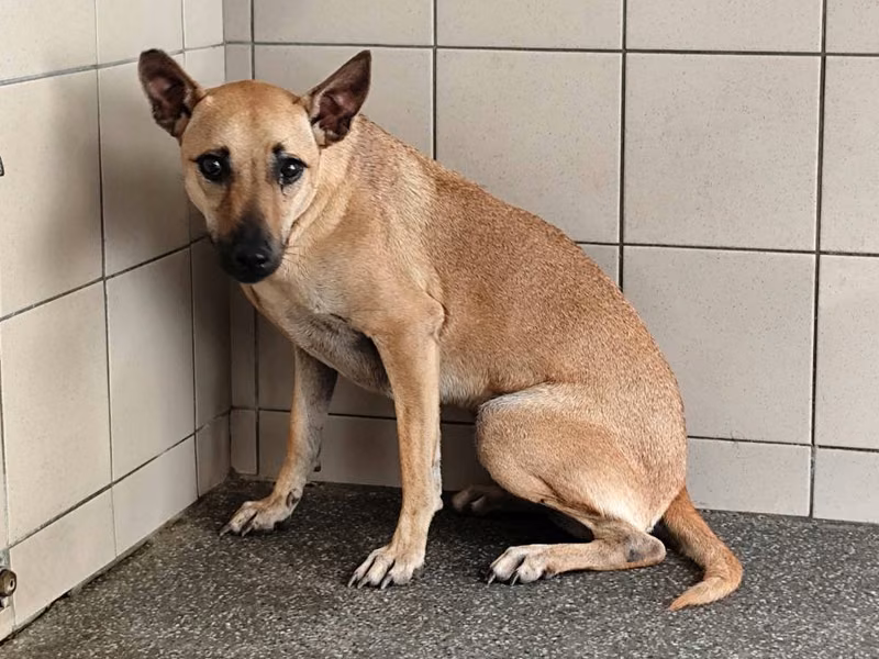 Tan adult female mixed-breed dog, Large, shelter no. …0403