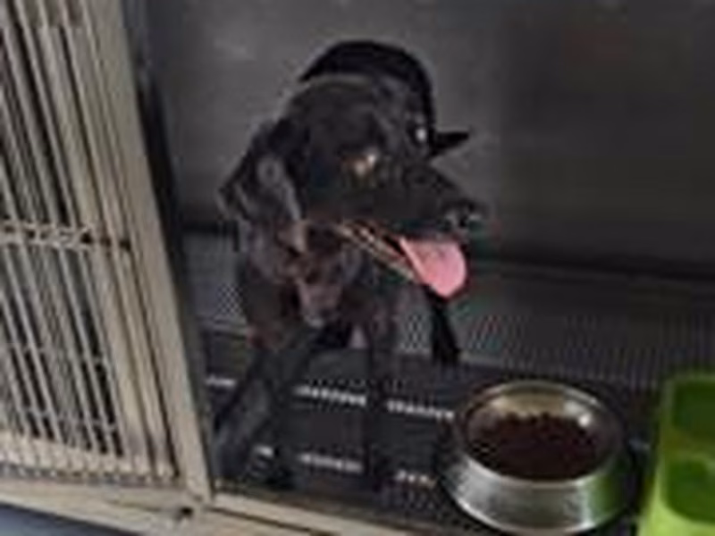 Black adult female mixed-breed dog, Medium, shelter no. …8D07