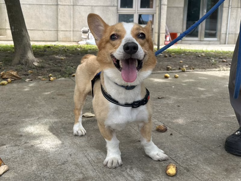 Tan-and-white adult male Welsh Corgi, Medium, shelter no. …1001