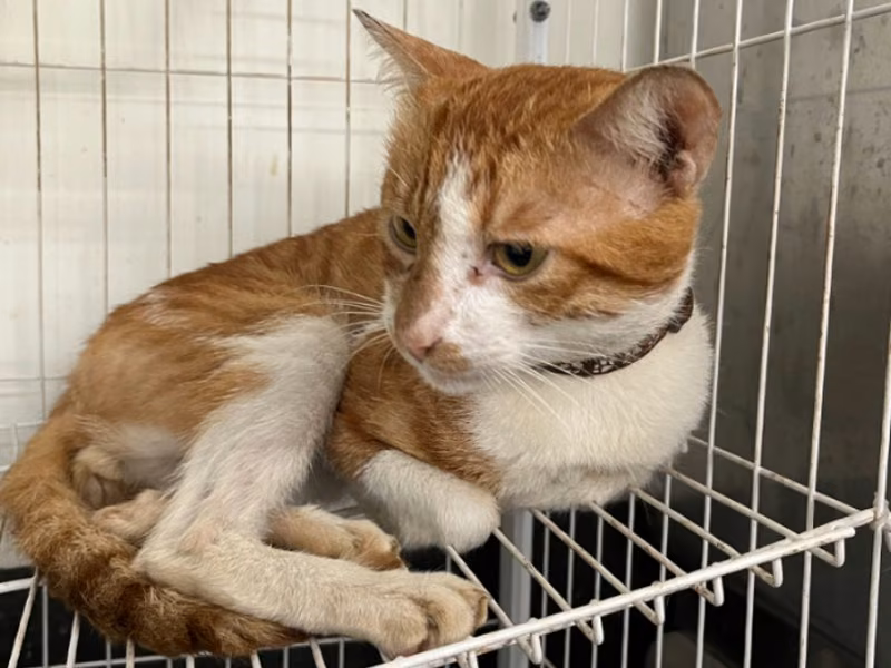 ミックス猫(オス・成猫)、小型, 施設番号 …1105