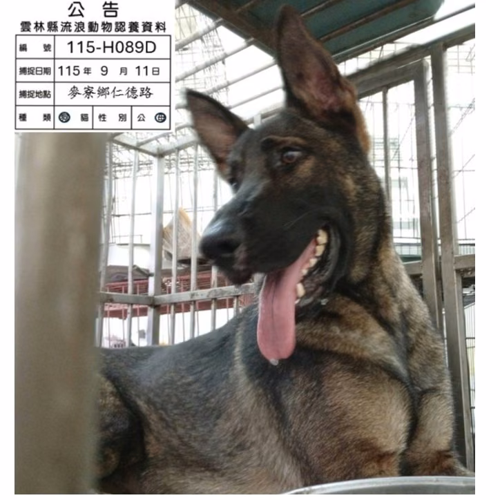 Black-and-tan adult female mixed-breed dog, Large, shelter no. …089D