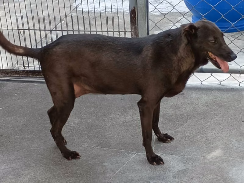 Black adult female mixed-breed dog, Large, shelter no. …031D