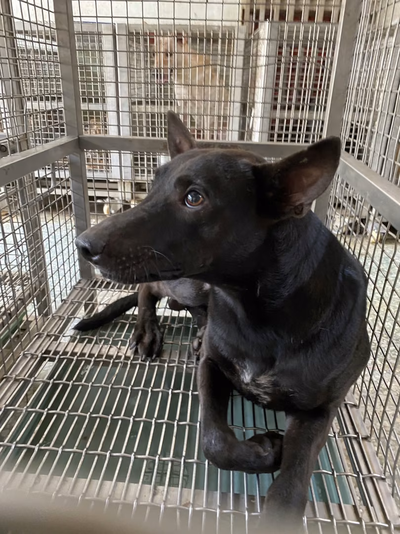 Black adult male mixed-breed dog, Medium, shelter no. …9-04