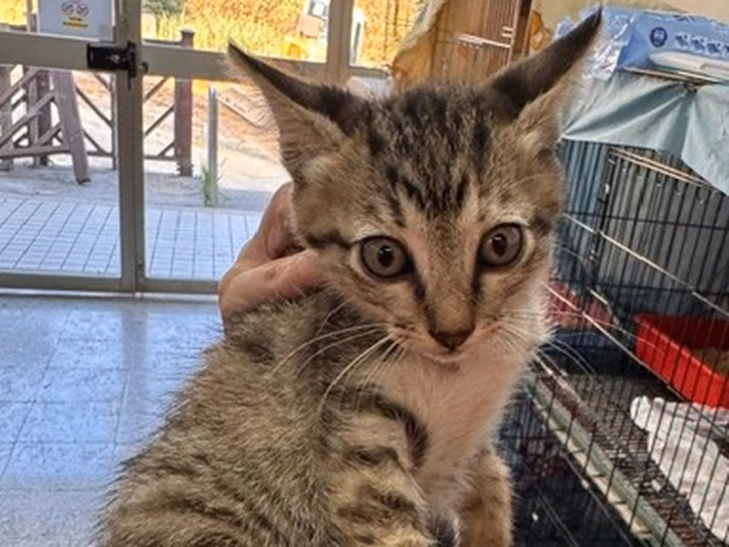 Pusang halo ang lahi (Bata, may guhit), Maliit, blg. ng shelter …4001